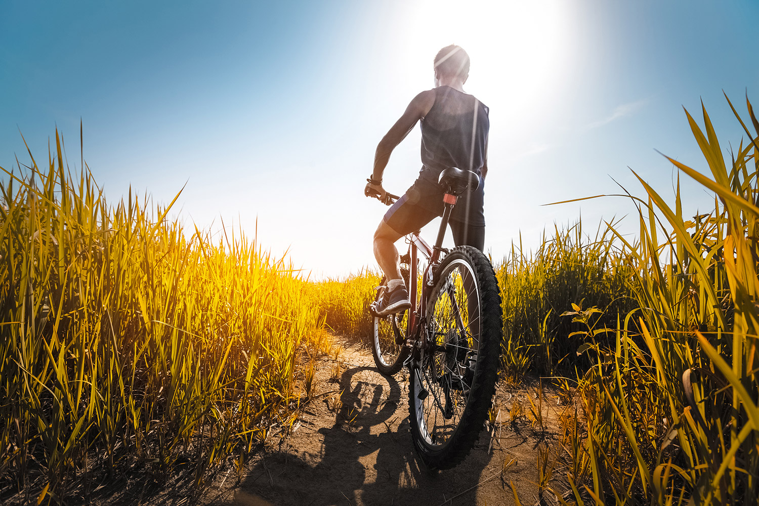 Radfahrer auf Radweg im hohen Gras und blauem Himmel